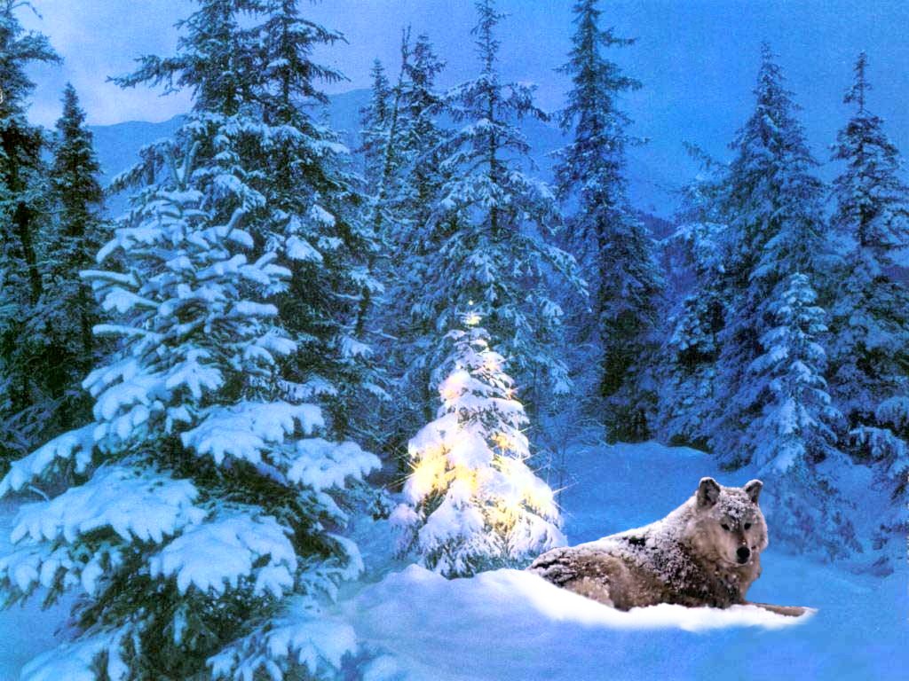 lupo-sulla-neve